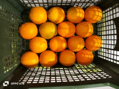 Egyptian Valencia Oranges by Mahmoud 's Company