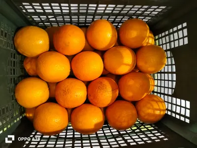 Egyptian Valencia Oranges - Image 3