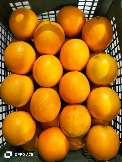 Egyptian Valencia Oranges - Image 2