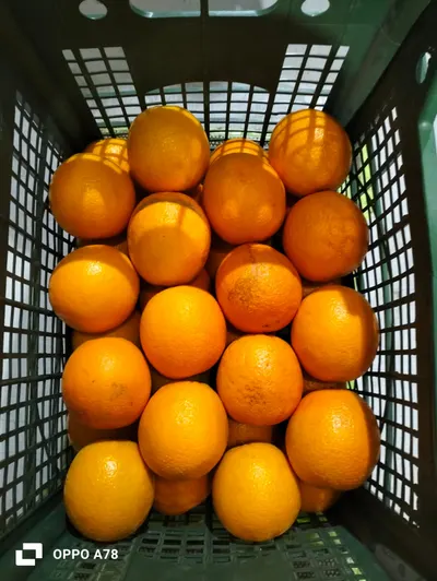 Egyptian Valencia Oranges - Image 5