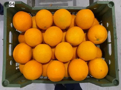 Egyptian Valencia Oranges - Image 6