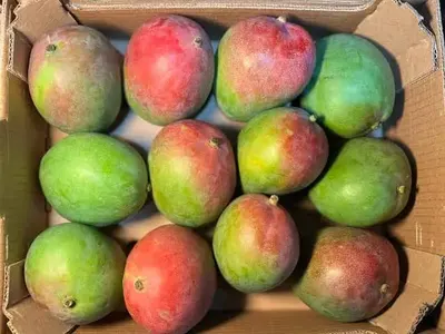 Fresh Kent mangoes from West Africa, export-grade quality, carefully selected, packed in 4 kg cartons, suitable for wholesale, retail distribution and international fresh fruit markets.