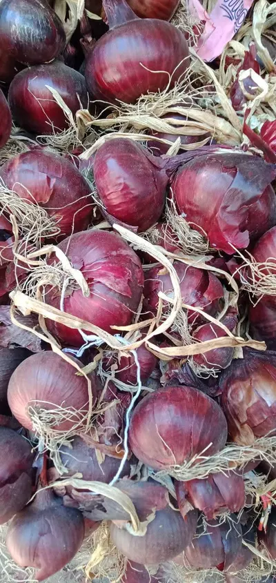 Onion