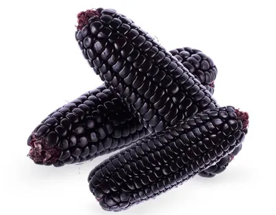Peruvian Purple Corn (Zea mays L.) by Javier Chueca