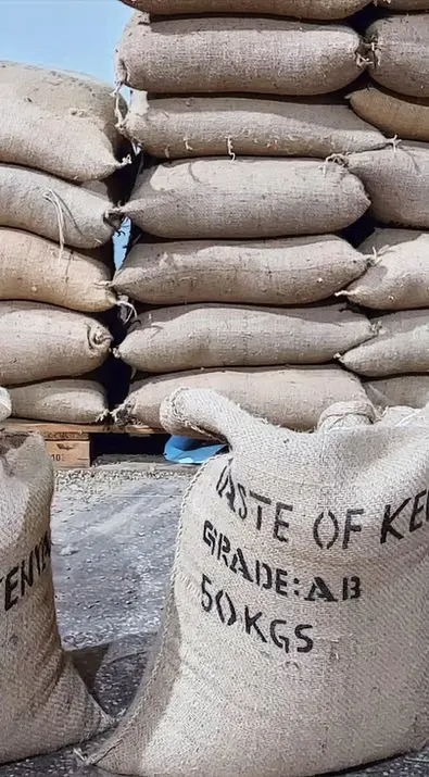 Raw Decaffeinated Green Coffee Beans - Image 3