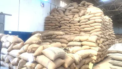 Raw Decaffeinated Green Coffee Beans - Image 4
