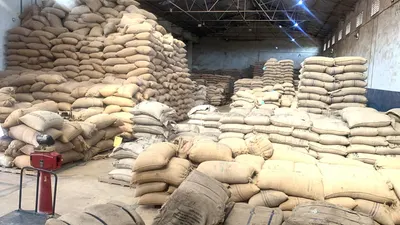 Raw Decaffeinated Green Coffee Beans - Image 5