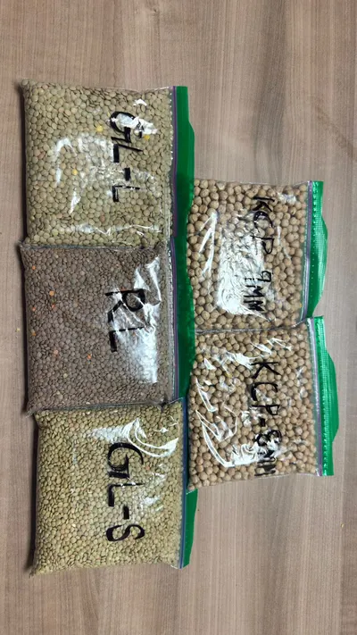 Export Quality Lentils and Chickpeas by SAMAR INTERNATIONAL HOLDINGS LIMITED