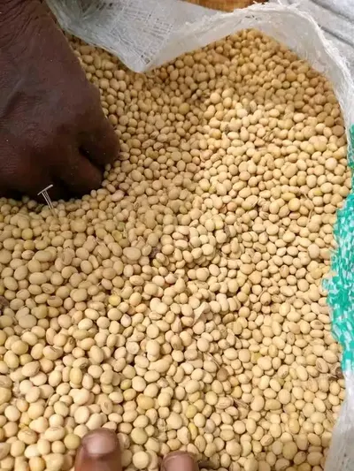Premium Grade Non-GMO/GMO Soybeans - Image 2