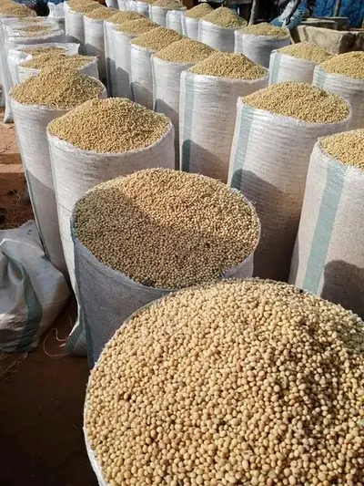 Premium Grade Non-GMO/GMO Soybeans by Sunjulius Global Ict and Agro commodity Nigeria Limited