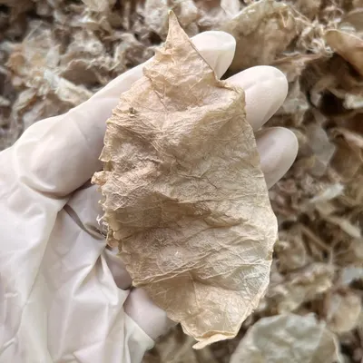 KMI CRAB CHITIN | SHRIMP CHITIN - 100% from Crab Shell and Shrimp Shell - for Chitosan and Glucosamine Production - Origin Vietnam - Bulk Order