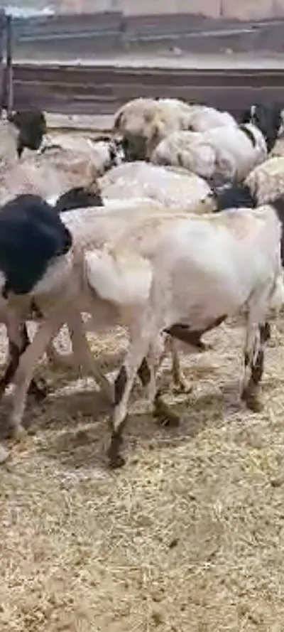 Refede Sheep, Black head sheep, Goat - Image 2
