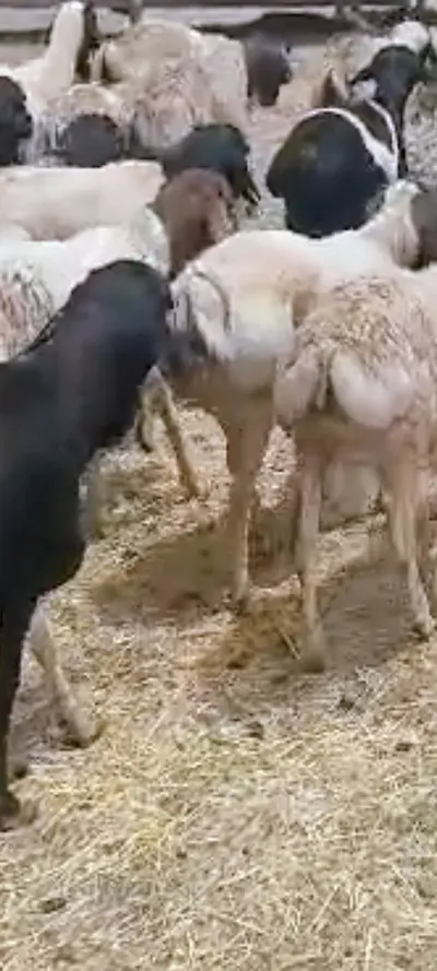 Refede Sheep, Black head sheep, Goat - Image 3