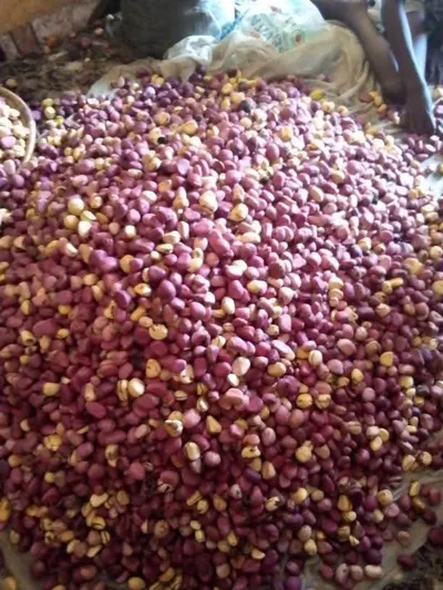 Nigerian Fresh and Dried Kolanuts - Image 3