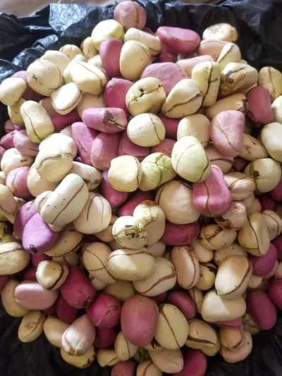 Nigerian Fresh and Dried Kolanuts - Image 4