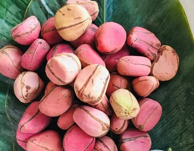 Nigerian Fresh and Dried Kolanuts - Image 2