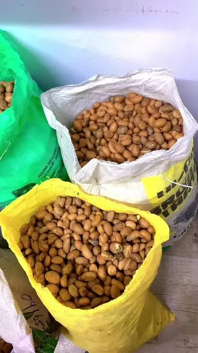 Bitter kola (fresh and dried) - Image 3