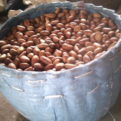 Bitter kola (fresh and dried) - Image 5