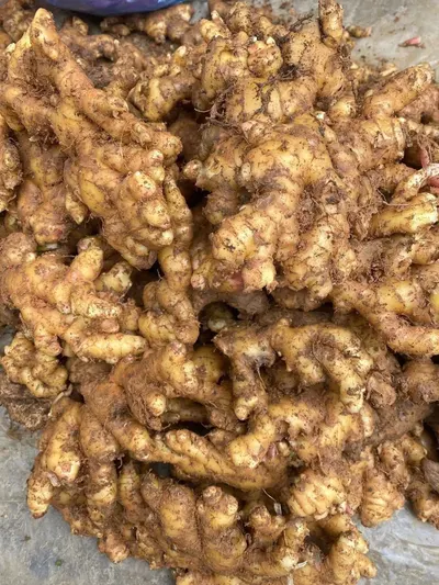 Fresh and Dried Ginger Rhizomes