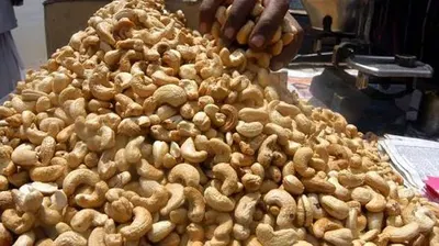 Premium Cashew Kernels for Export