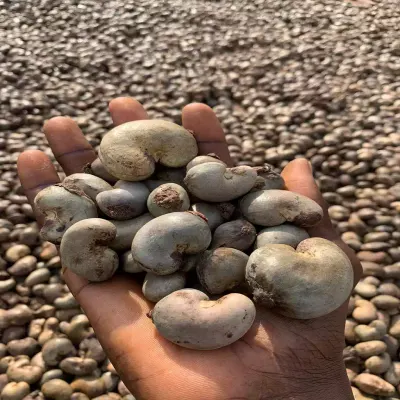 Premium Export Cashew Nut Kernels - Image 3