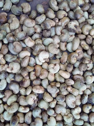 Premium Export Cashew Nut Kernels