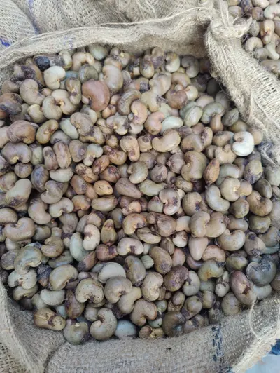 Premium Export Cashew Nut Kernels - Image 2