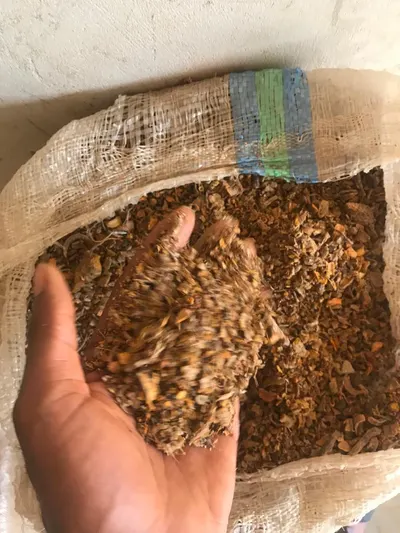 Premium Dried Turmeric Rhizomes for Export - Image 3