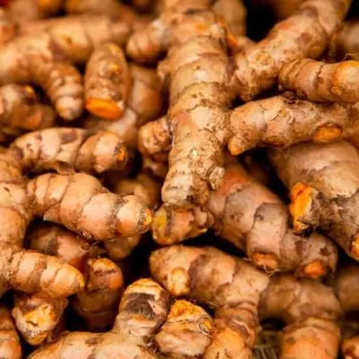 Fresh Turmeric Root for Export