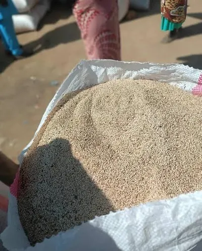 Premium Natural Sesame Seeds for Export - Image 2