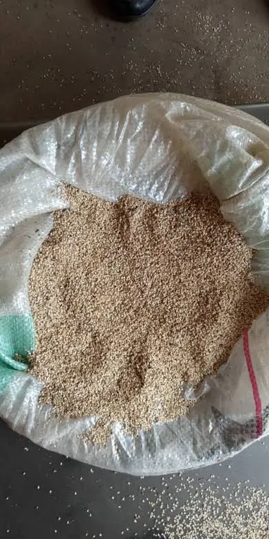 Premium Natural Sesame Seeds for Export - Image 3