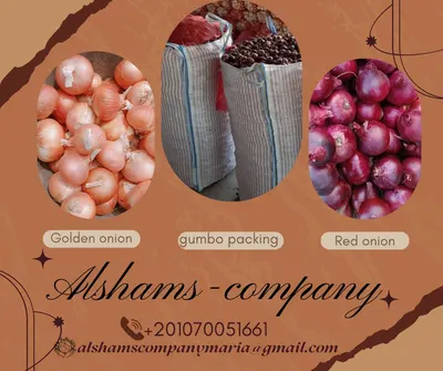 FRESH ONION by alshamsexporting.com