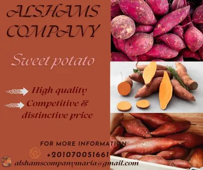 Sweet potato by alshamsexporting.com