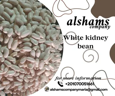 White Beans by alshamsexporting.com