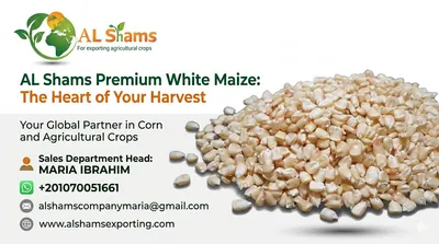 White Corn by alshamsexporting.com