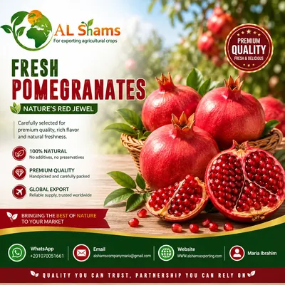 Fresh pomegranate by alshamsexporting.com