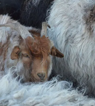 Frozen Goat