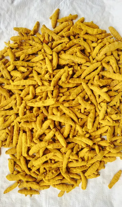 Premium Salem Dried Turmeric Rhizomes and Powder by KK Meridian