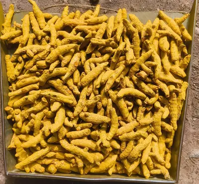 Premium Salem Dried Turmeric Rhizomes and Powder - Image 2