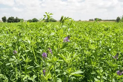 Animal Feed & Forage / Rhodes Grass Hay