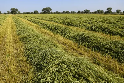 Animal Feed & Forage / Rhodes Grass Hay - Image 4