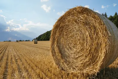 Animal Feed & Forage / Rhodes Grass Hay - Image 5