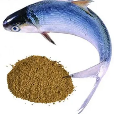 Fish Meal (65% & 72% Protein) by A.A Warsaw Company Sp.z.o.o