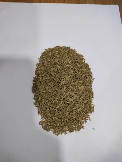 Premium Whole Cumin Seeds For Export by Joshi Foods and Spices