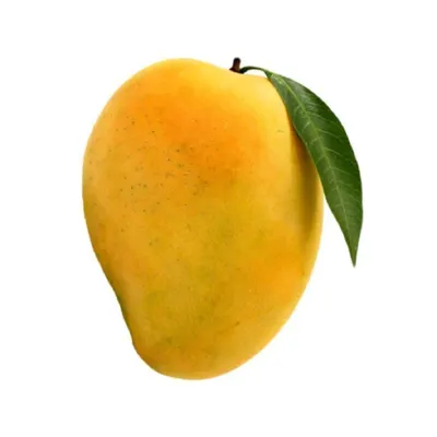 Mango by OCC World Trade