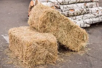 Export Grade Wheat Straw Bales