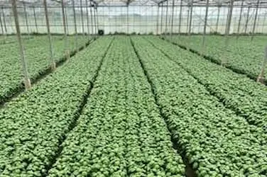 Basil, Chives, Corriander, Thymes, Rosemary