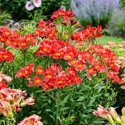 Fresh Flowers - Image 5