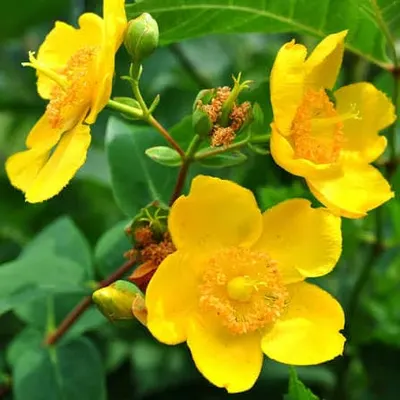 Fresh Flowers - Image 6