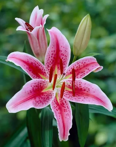 Fresh Flowers - Image 4